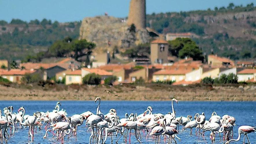 Appartement La Mouette Qui Miaule à Gruissan Extérieur photo